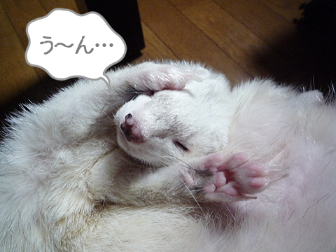 隊長が悪いです。いえ、体調が悪いです