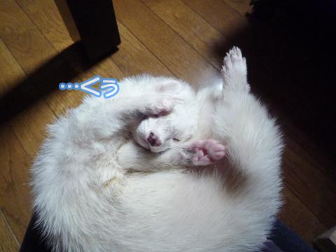 だって眠いんだもの。