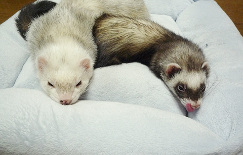 なんだか眠いなぁ。