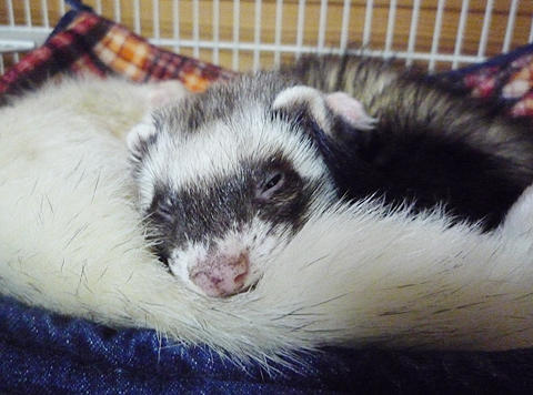 ふっかふか?っ♪