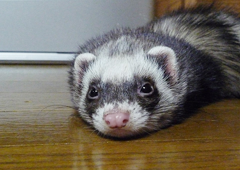 またしても、ワタシのアップ。