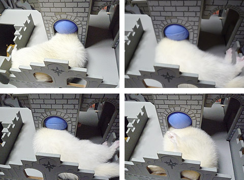 ガサゴソ、ガサゴソ…