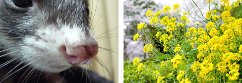 ハルの鼻-->春の花