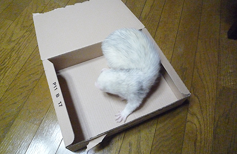 あちこち、あちこち