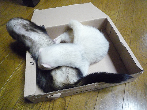 ガブッ！ガブッ！