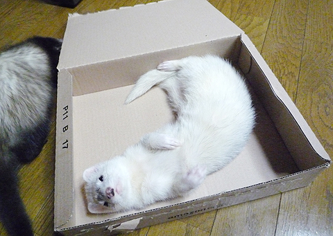 邪魔ものはいなくなった！