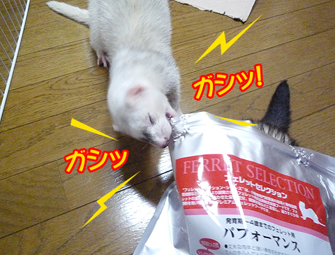 ガシッ、ガシッ！