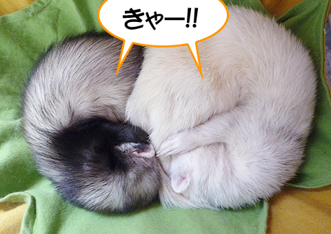 キャー、はずかしい?