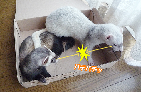 バチバチバチッ！！