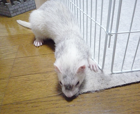 カーペットもなかなかです。