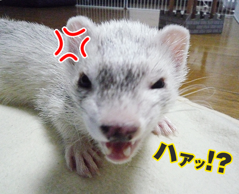 ハァッ!?
