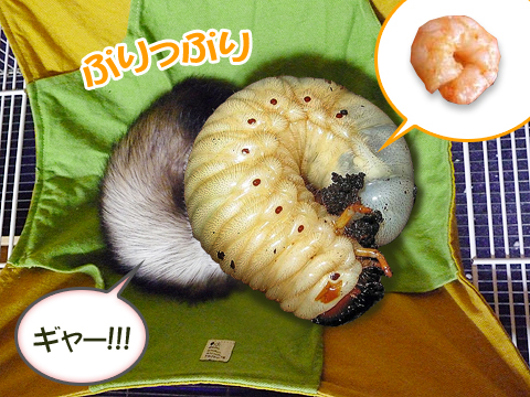 ちょっとグロかった？