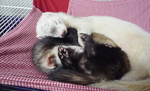 タロウ兄ちゃん、暑苦しい…