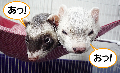 あっ！あれは！！