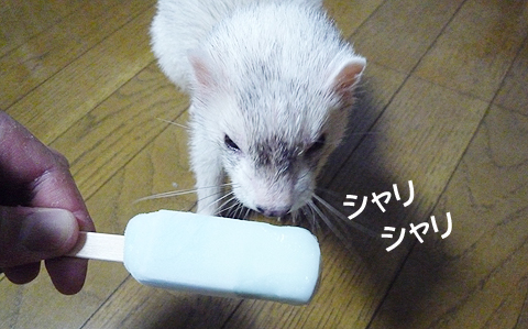 シャリシャリ…