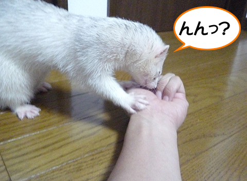 なんかいい臭いが…