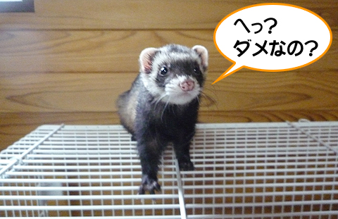 ちぇ、つまんないの。