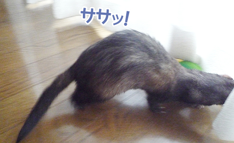 どこかに隠さなきゃ…