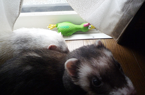 これで隠したつもり？