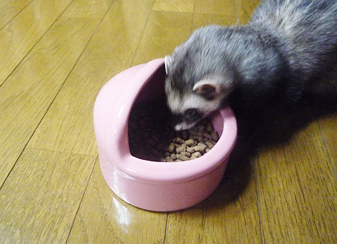 カリカリ、カリカリ…