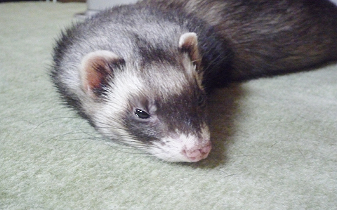 ああぁ、眠気が…