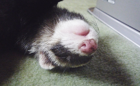 寝てる訳じゃないんだからね！