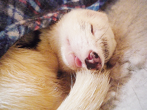 舌を出して寝るボク