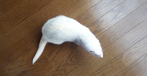 おっ、あれは。