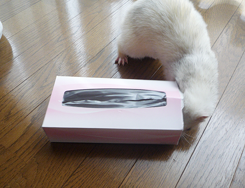 ティッシュの空き箱?！