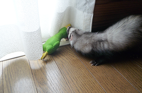 すぐに隠さなくちゃ！