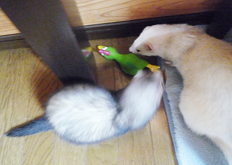 お兄ちゃん、もうやめてったら！