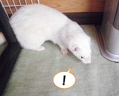 おっ、こっちから感じる！