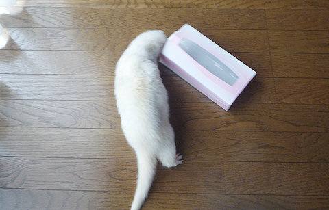 鼻を突っ込むだけで楽しいし。