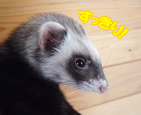 乾いたら、こんなにキレイに！