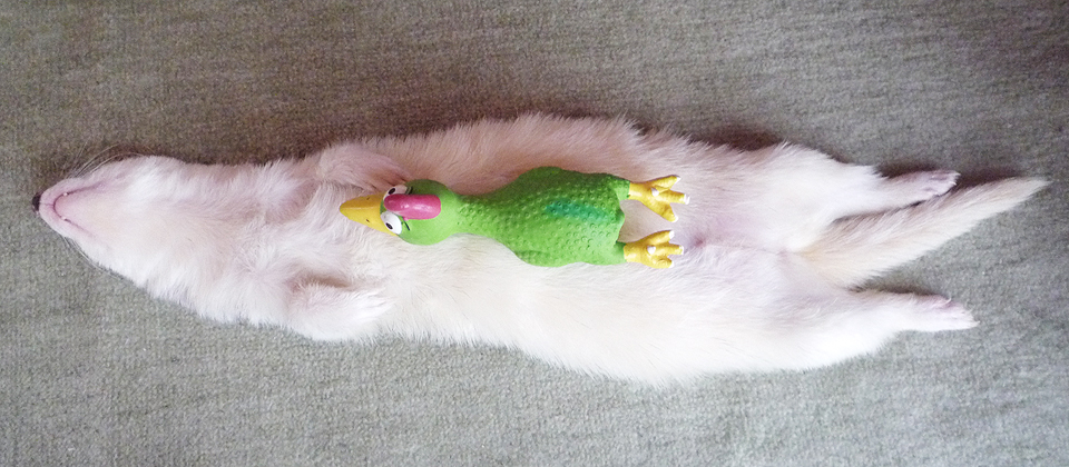 お腹の上に人形が？