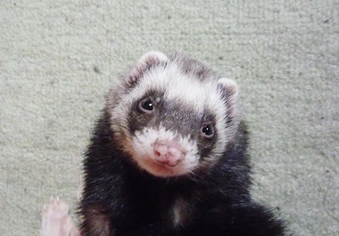 カメラから目を逸らしません。