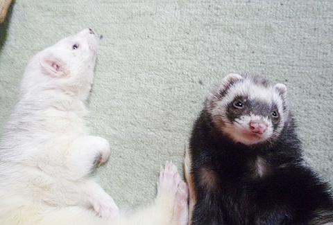 ちゃかりタロウ兄ちゃんが写ってますけど…