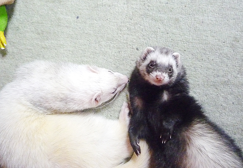 きょうはワタシの出番なの！！