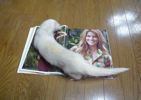 ボクの好みです。