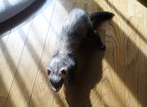 アンニュイな午後