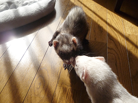 ハル、調子はどう？