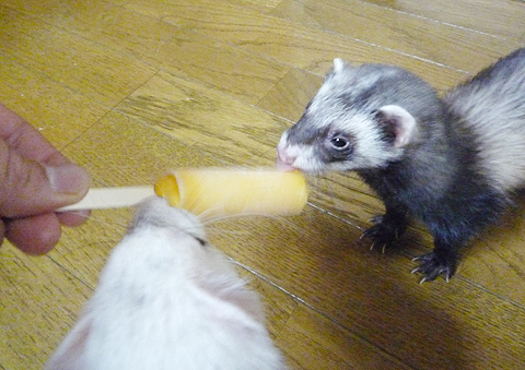 ワタシもペロペロ