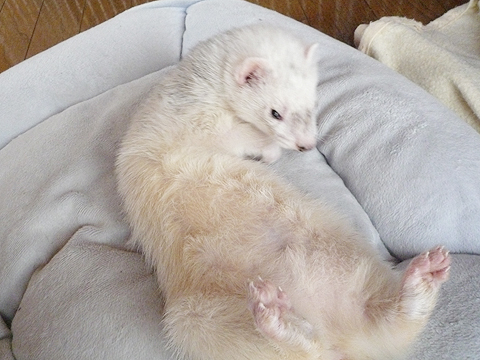 仰向けが一番だね。