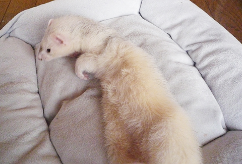 ふかふかクッションに横になるとつい…