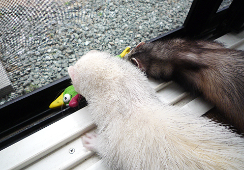 タロウ兄ちゃん、やめて！