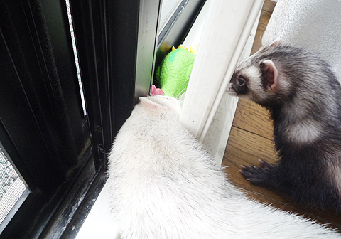 取れないよ、ハル。