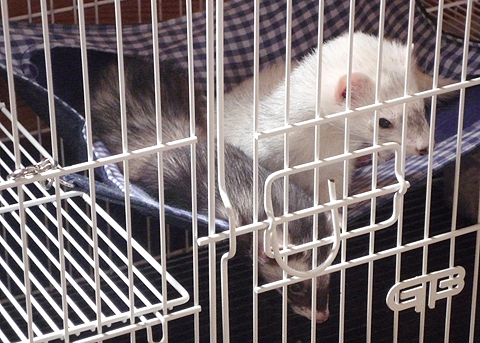 聞こえる、足音が聞こえる。