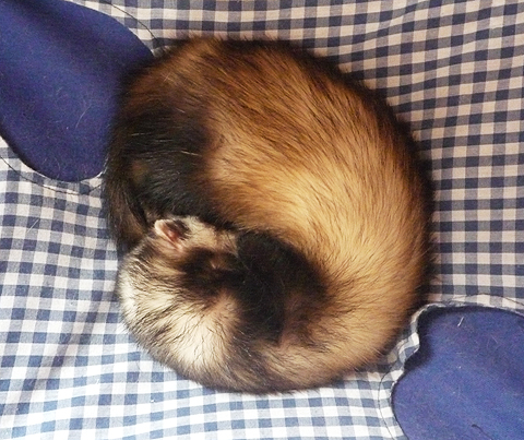 今日もまるまって寝ます。