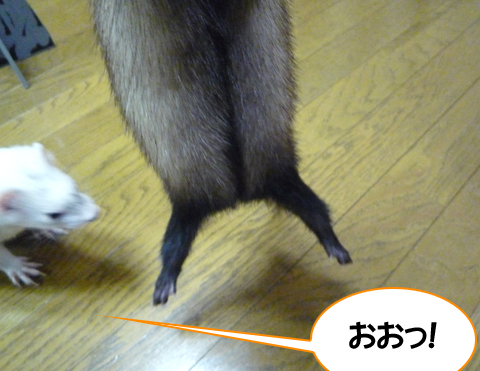 おおっ！ハル、やるじゃないか