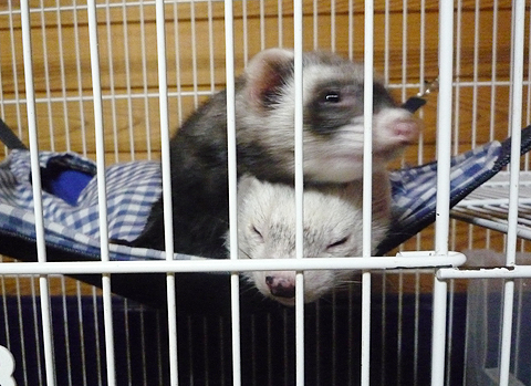 ウエッ、お・重いってば！